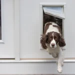 Dog Door Installation Auckland